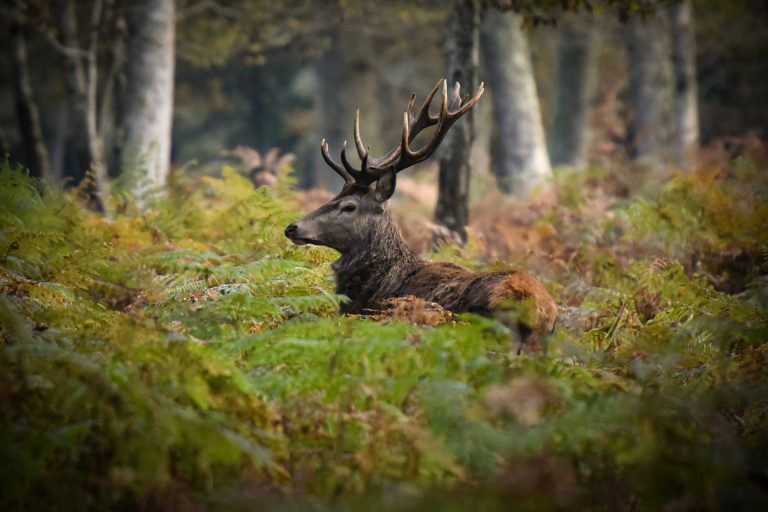 Les inscriptions sont ouvertes : Conférence sur le cerf élaphe