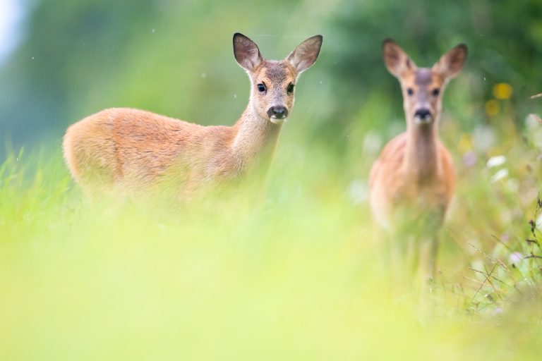Retrouvez ci-dessous l’arrêté d’ouverture de la chasse pour la saison 2024/2025