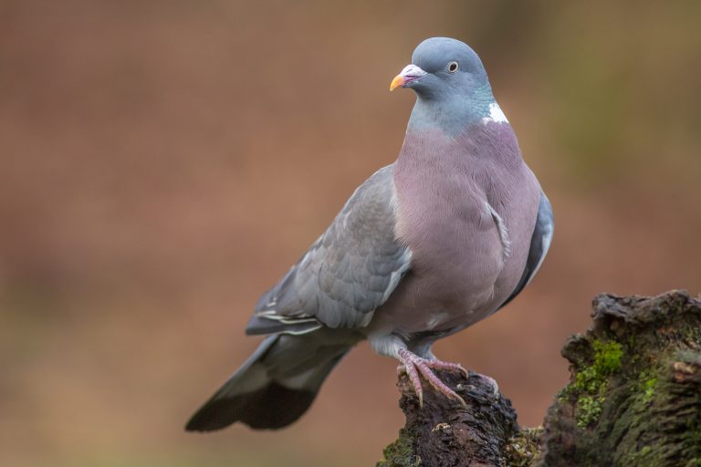 Chasses traditionnelles de la palombe et de l&rsquo;alouette au filet