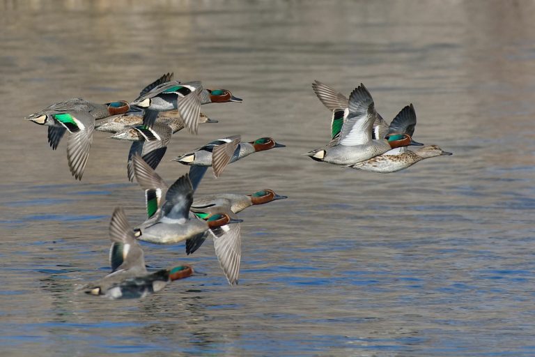 Dates de fermeture du gibier d&rsquo;eau et des migrateurs 2023/2024