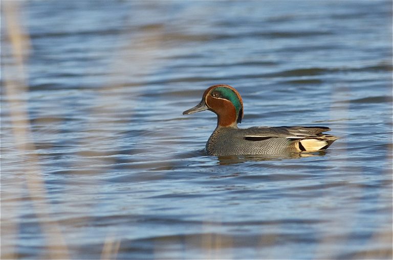 Lettre Gibier d&rsquo;eau et Affiche Biosécurité Chasseurs de Gibier d&rsquo;eau
