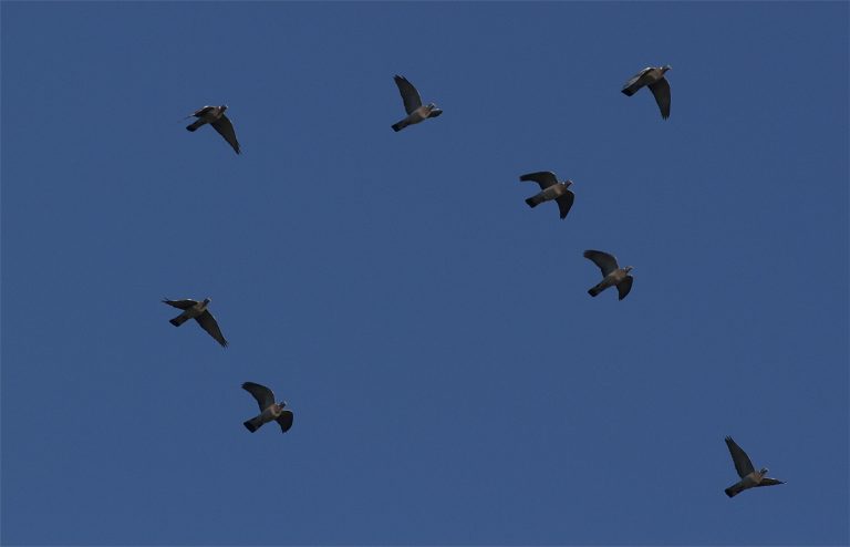 Une migration atypique !