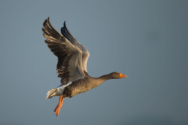 Interdiction de la chasse pour 7 espèces de gibier d’eau dans le site Natura 2000 – Bassin d’Arcachon – Banc d’Arguin : la procédure est toujours en cours