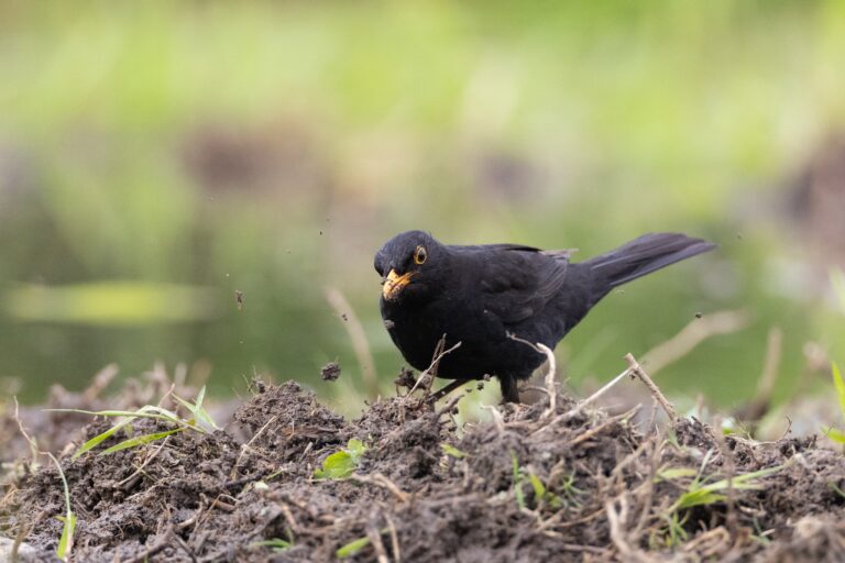 Ouverture des oiseaux de passage et du gibier d&rsquo;eau