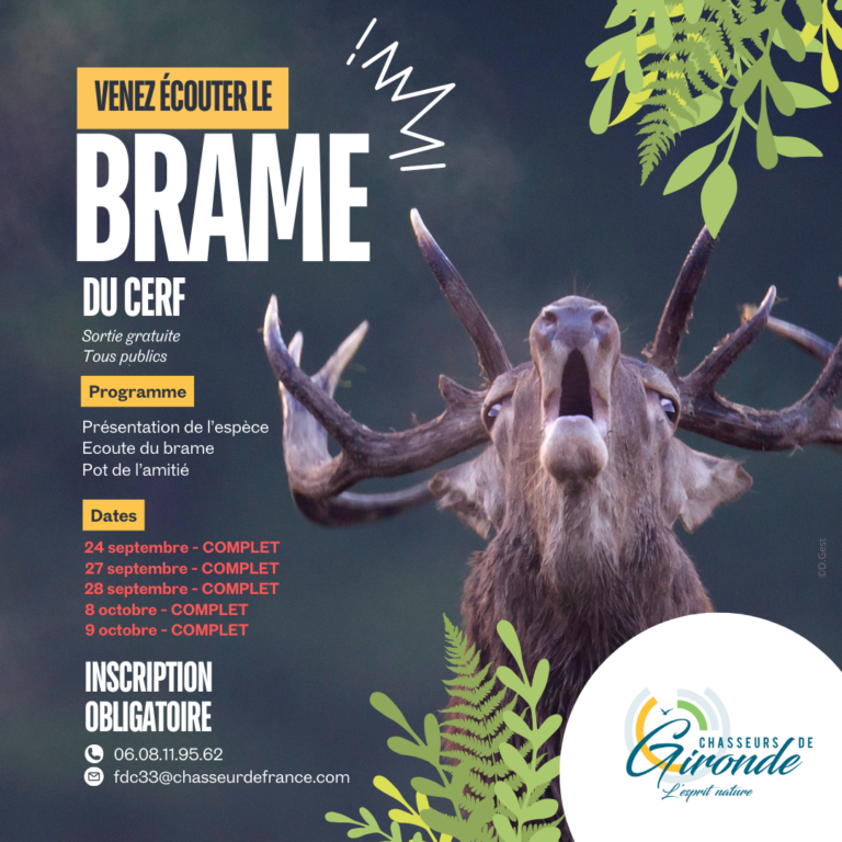 Venez découvrir le brame du cerf !