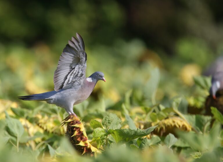 Sanitaire : risque de yersinoise chez les palombes