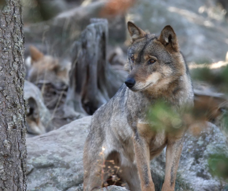 Soirée conférence : Le loup près de chez vous