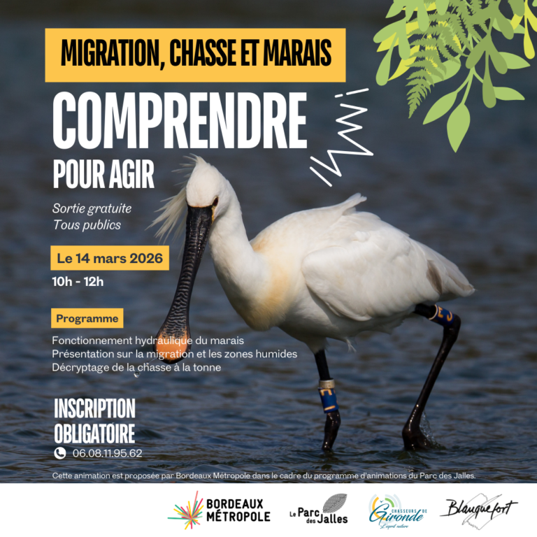 Animation nature – Migration, chasse et marais : Comprendre pour agir
