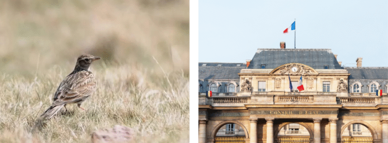 Chasse des alouettes aux pantes : le verdict du mépris par le Conseil d’Etat qui semble confondre justice et idéologie