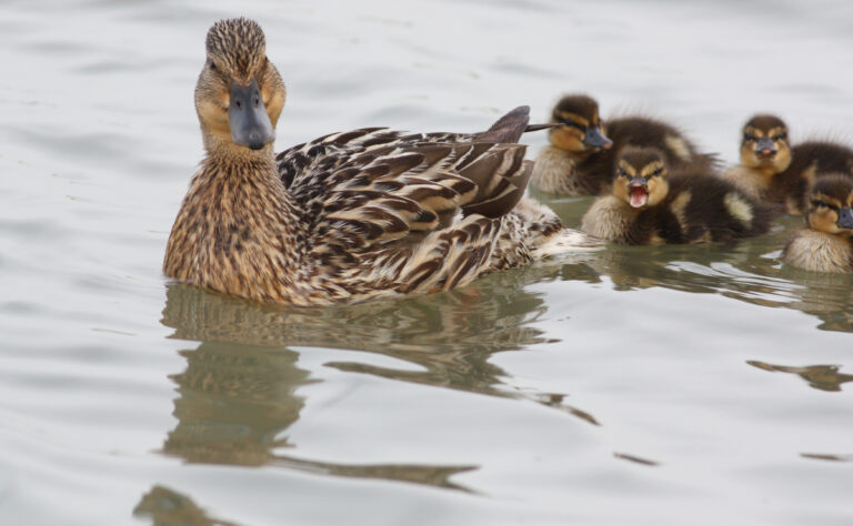 Influenza aviaire : passage en risque élévé