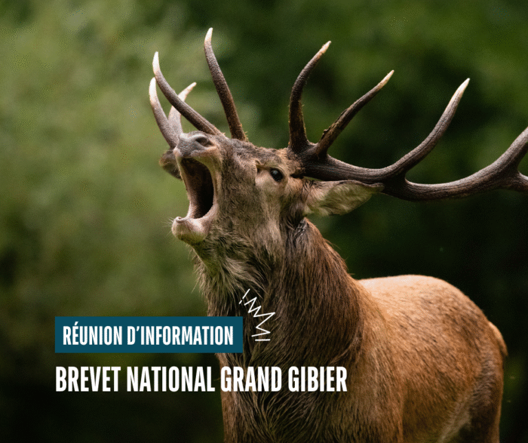 Réunion d&rsquo;information sur le Brevet national Grand gibier