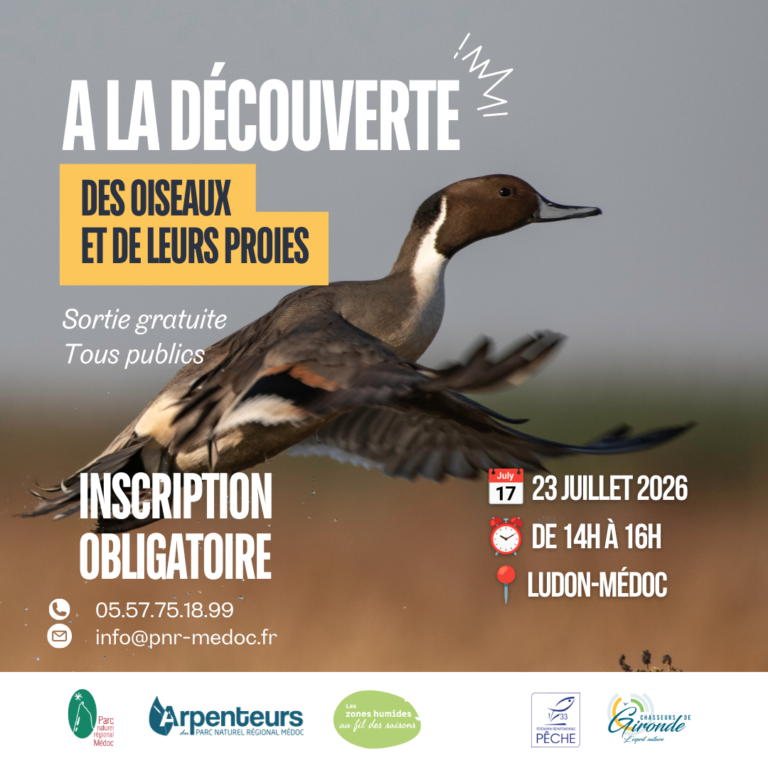Animation – A la découverte des oiseaux et de leurs proies
