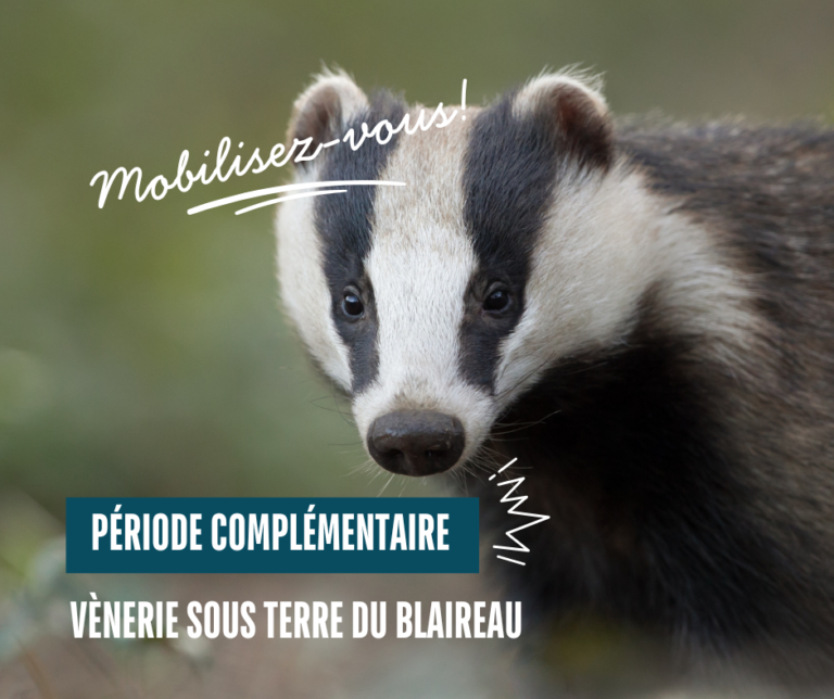 Mobilisons-nous pour le maintien de la période complémentaire du blaireau en Gironde
