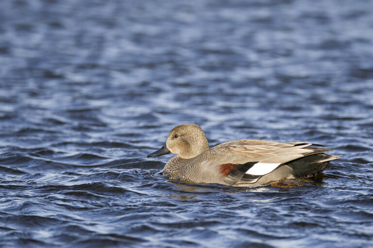Canard chipeau