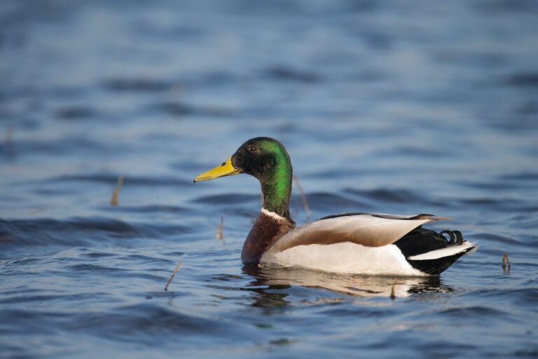 Canard colvert