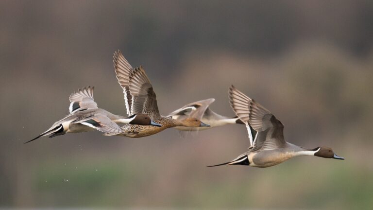Canard pilet