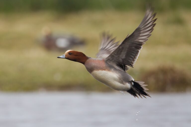 Canard siffleur