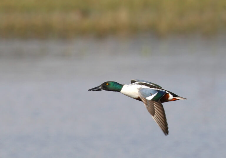 Canard souchet
