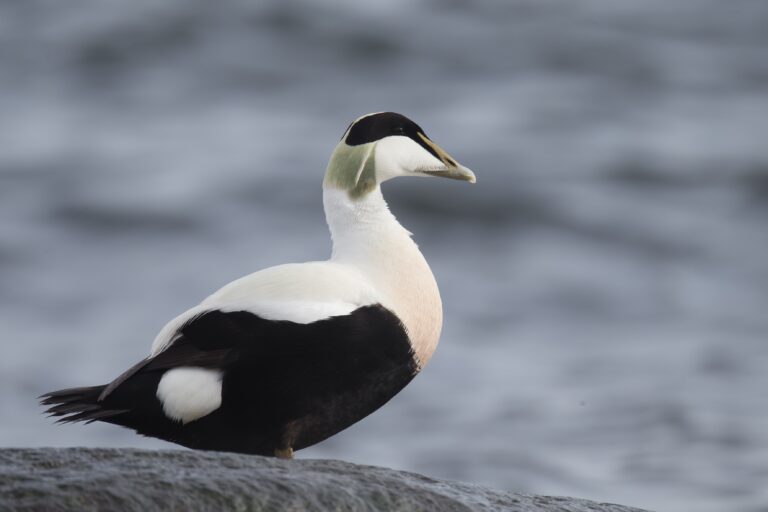 Eider à duvet