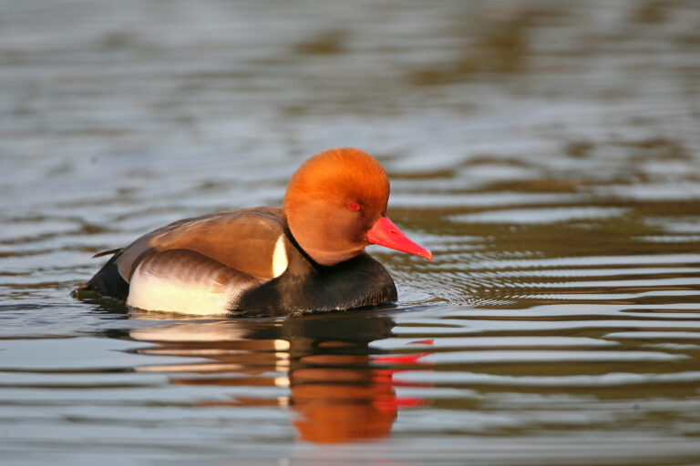 Nette rousse