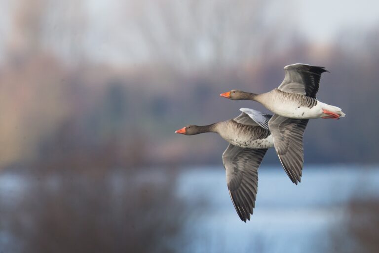Ouverture de la chasse des oiseaux de passage et du gibier d&rsquo;eau