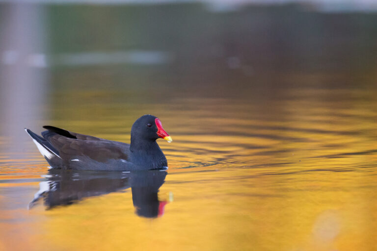 Poule d'eau