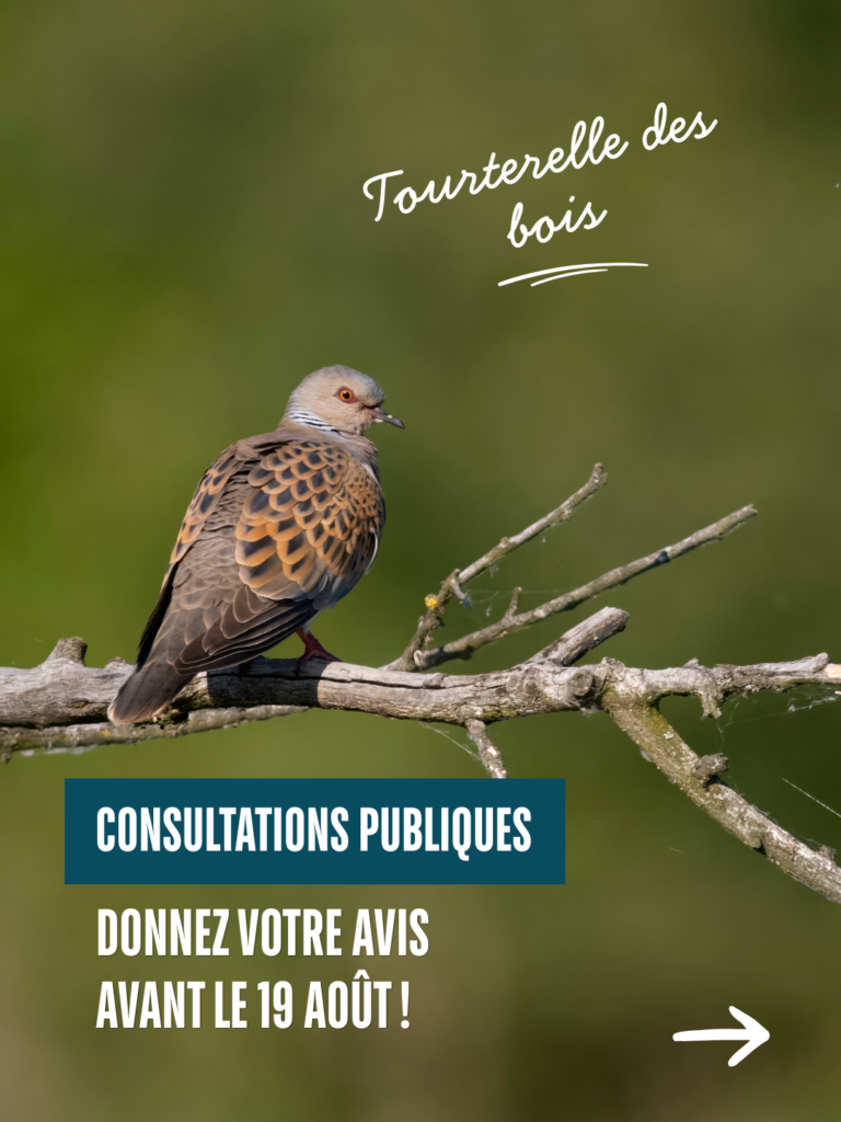 Consultations publiques : tourterelle des bois et fuligule milouin
