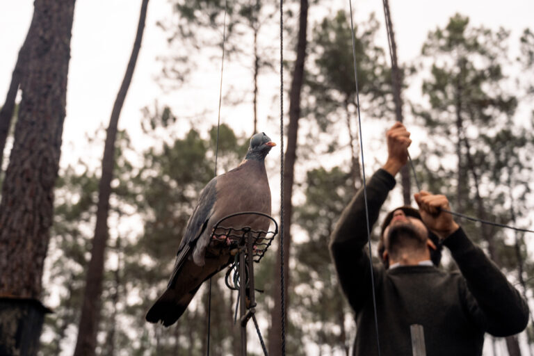 Consultation publique : mobilisez-vous pour la chasse traditionnelle de la palombe aux filets